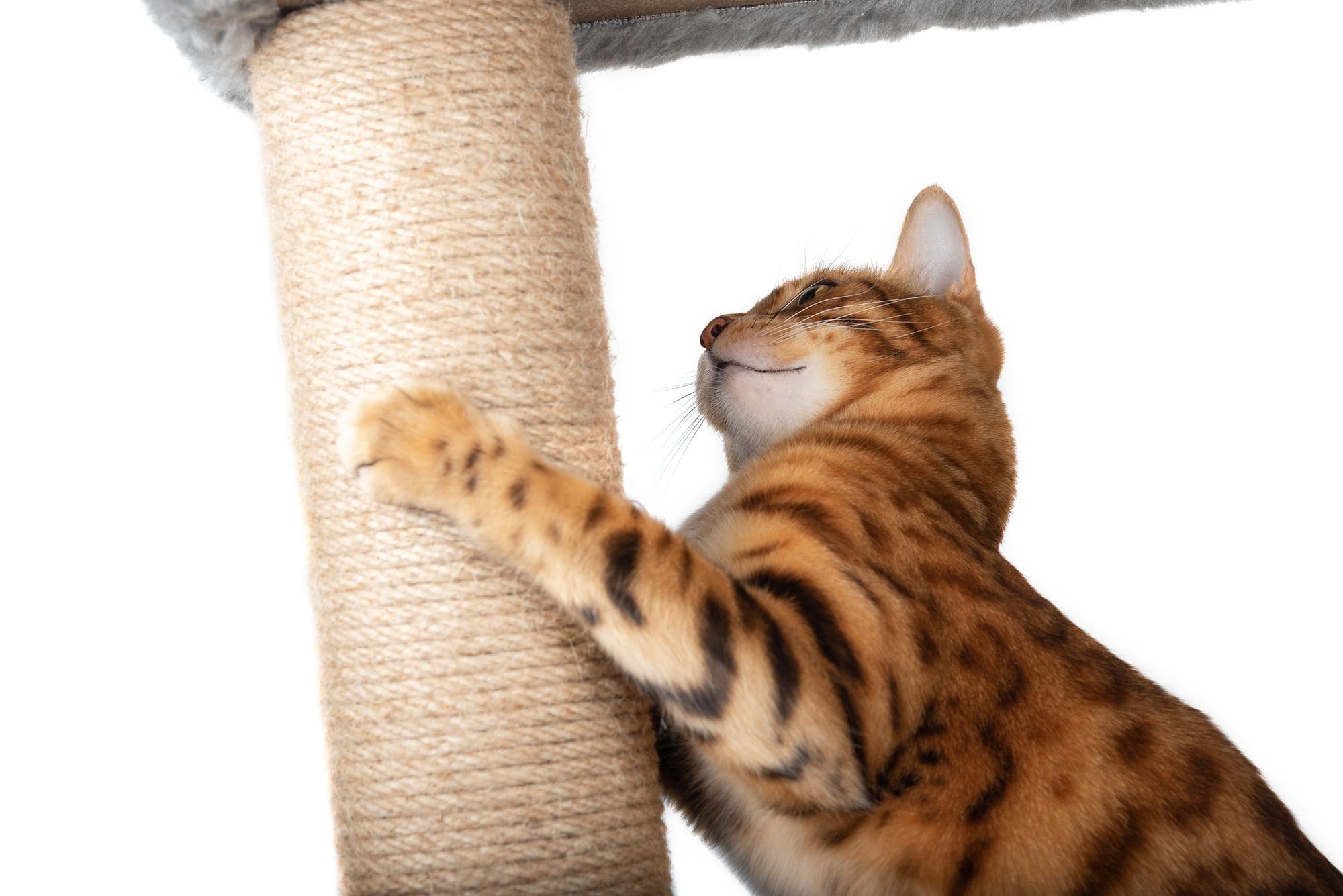 Geen gekrab van je kat meer!